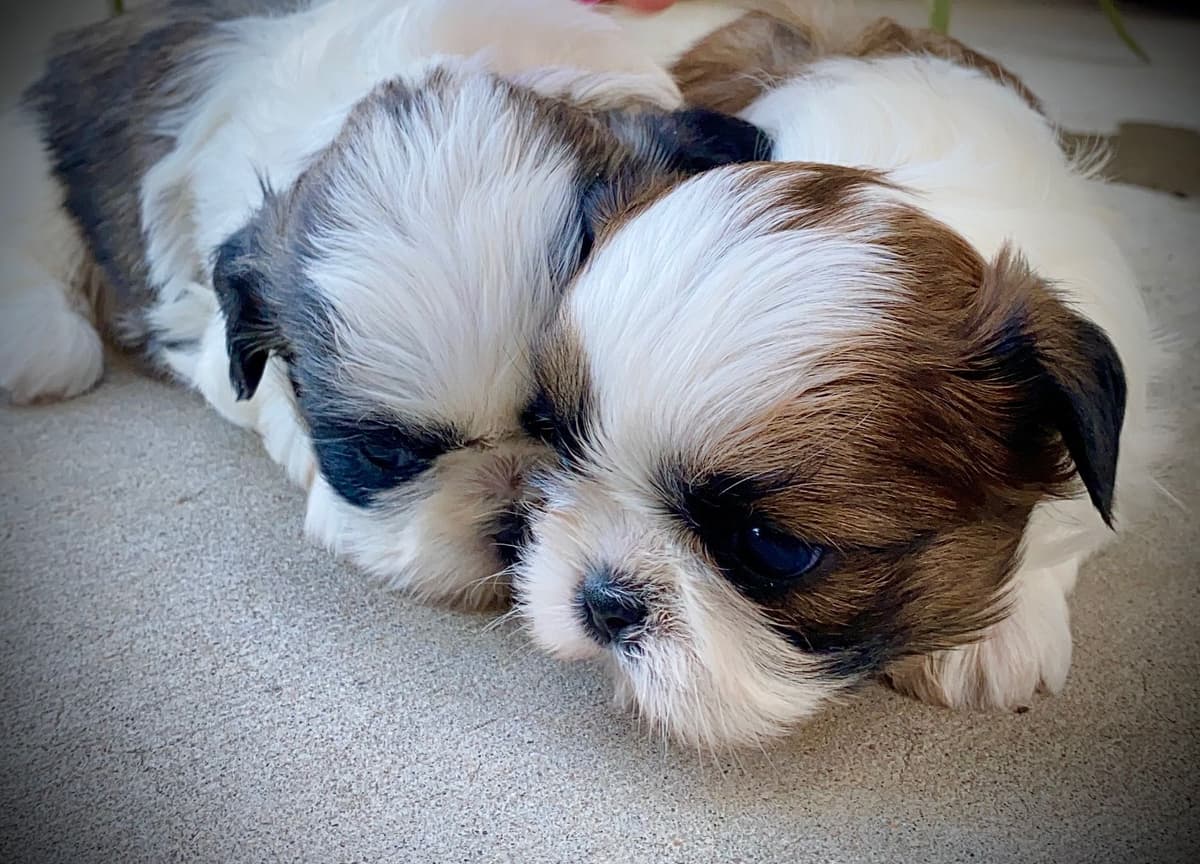 Shih Tzu Puppies breeder image 102