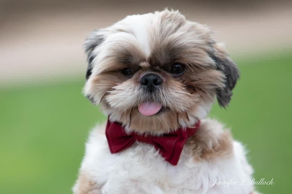 Shih Tzu Puppies breeder image 104