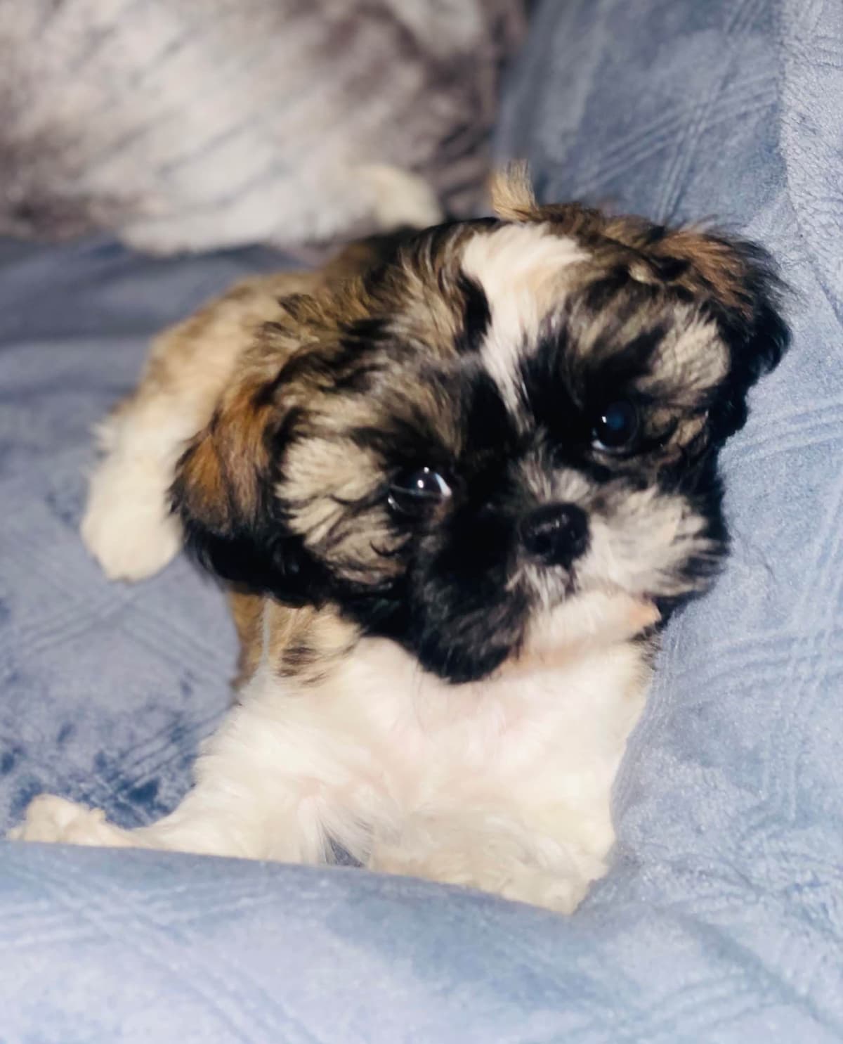 Shih Tzu Puppies breeder image 105