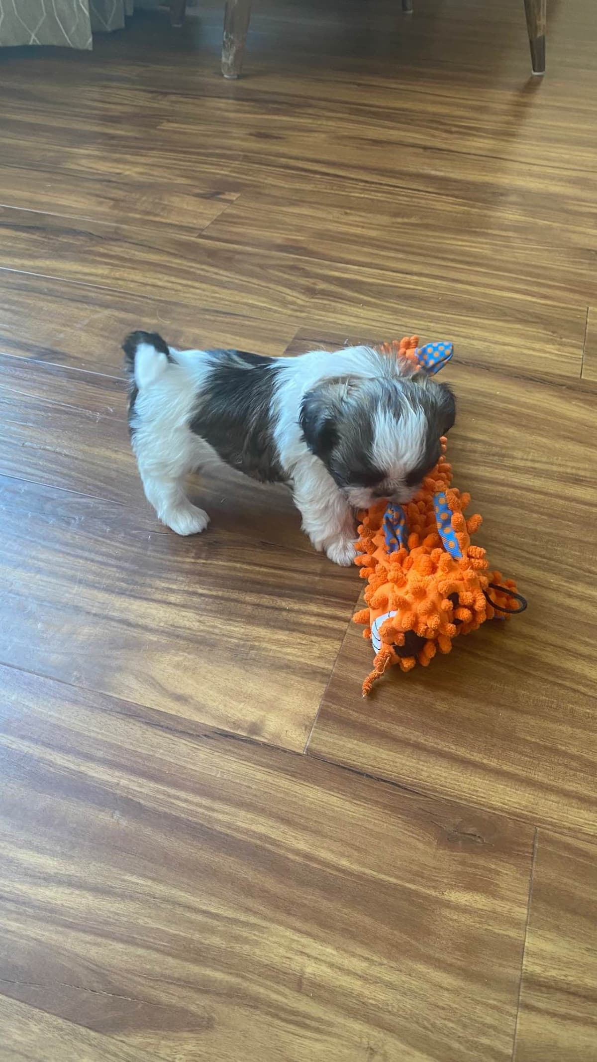 Shih Tzu Puppies breeder image 107