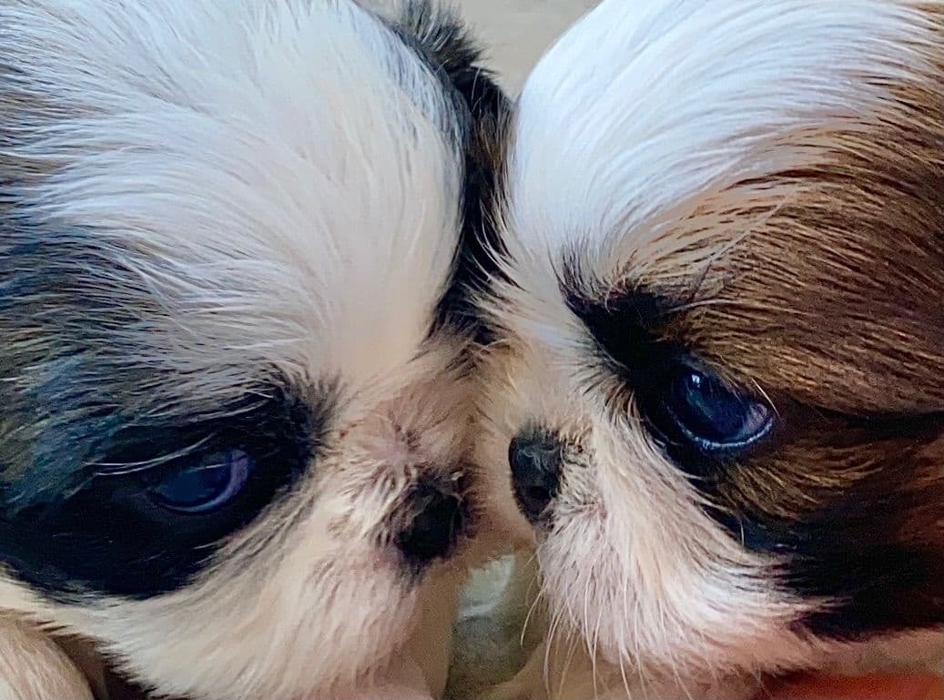 Shih Tzu Puppies breeder image 108