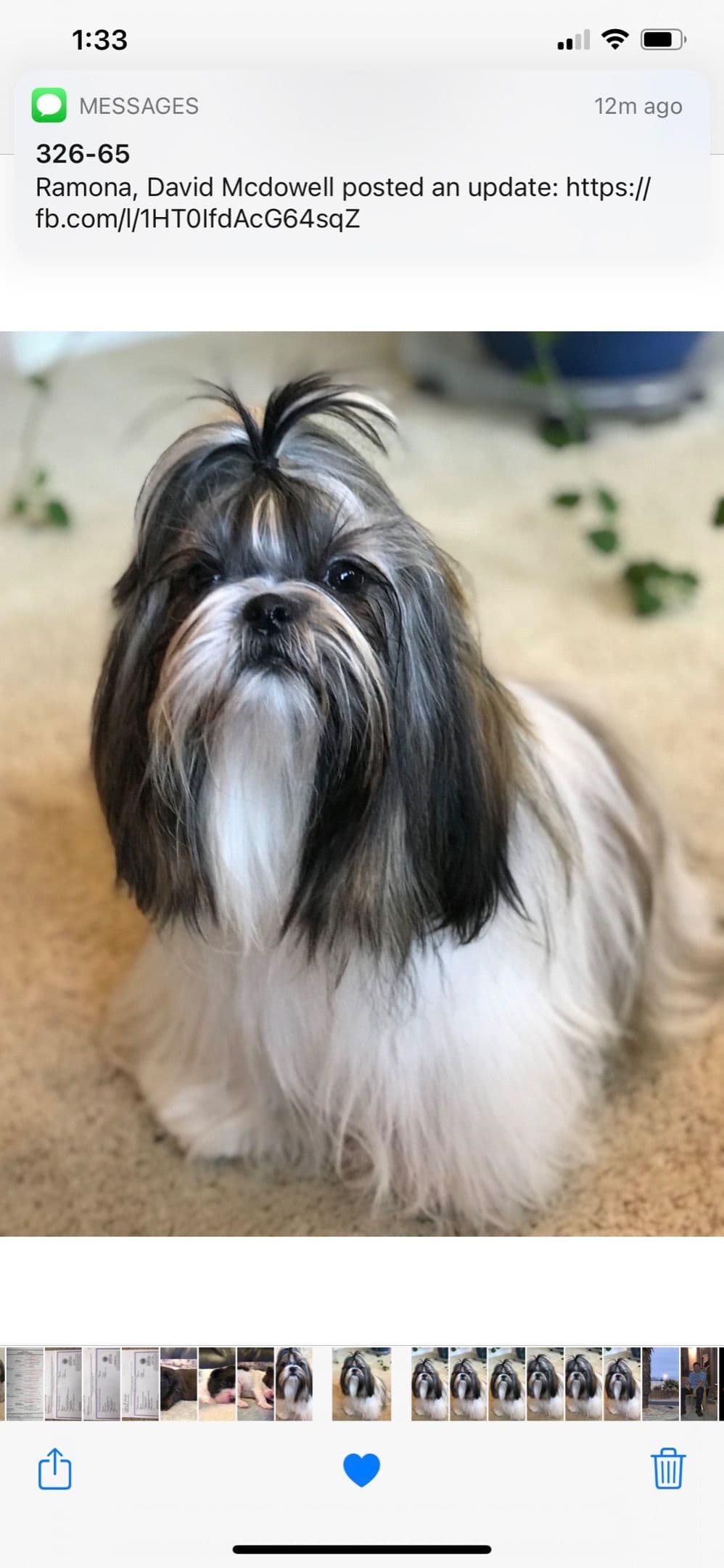 Shih Tzu Puppies breeder image 109