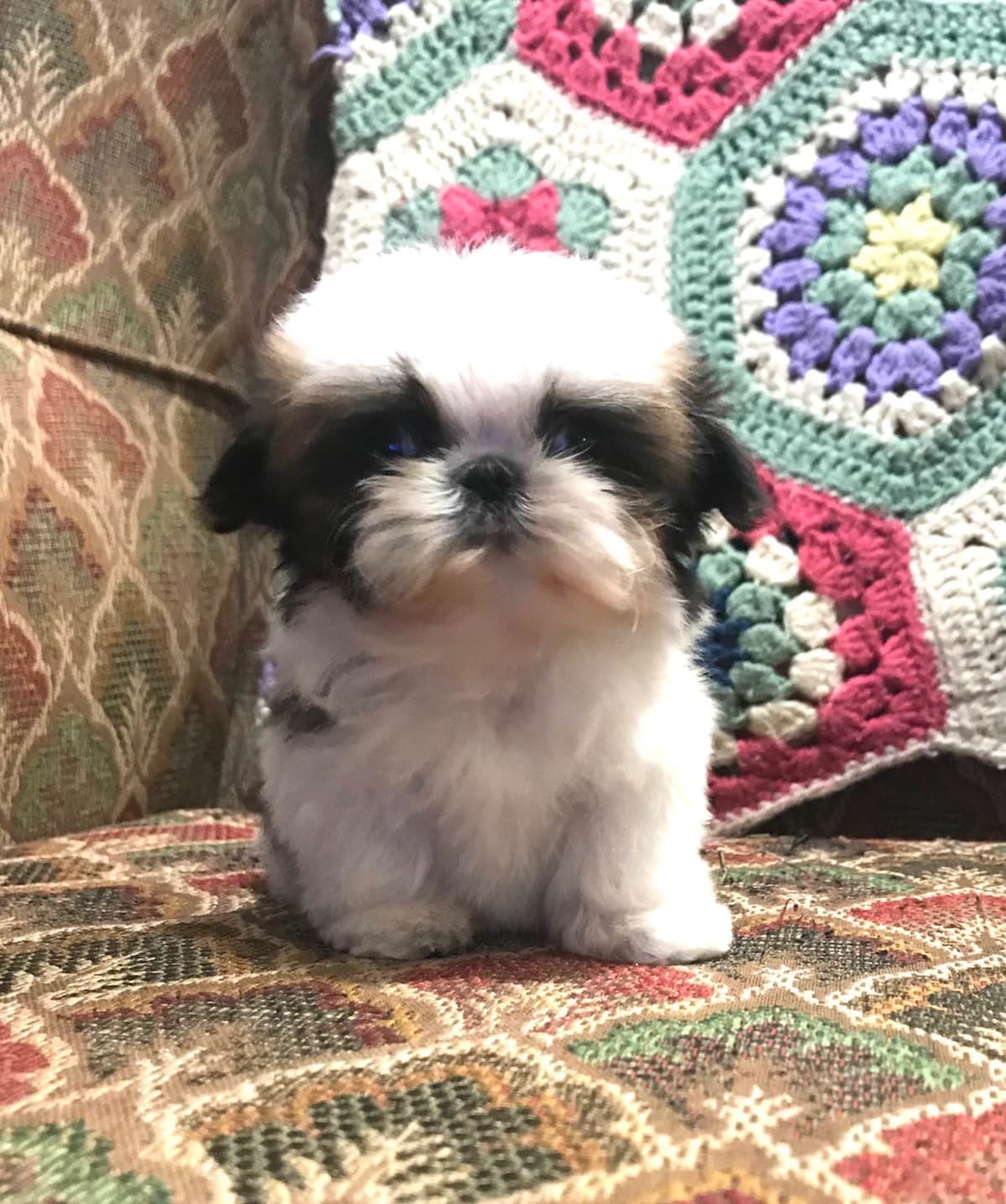 Shih Tzu Puppies breeder image 110