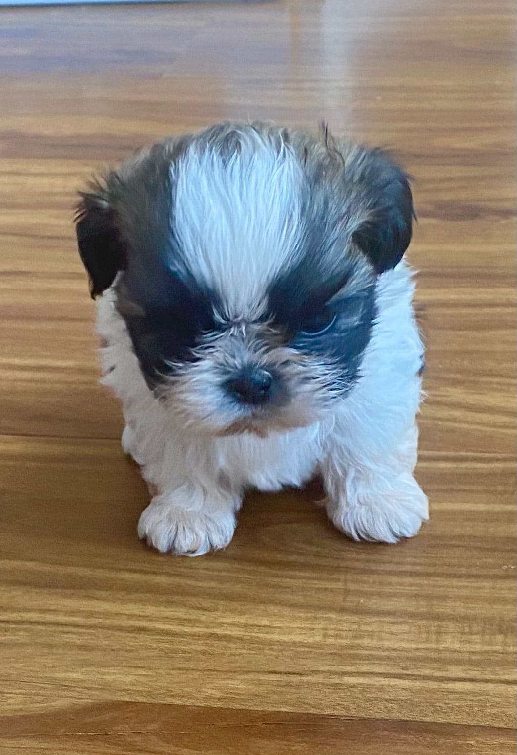Shih Tzu Puppies breeder image 111
