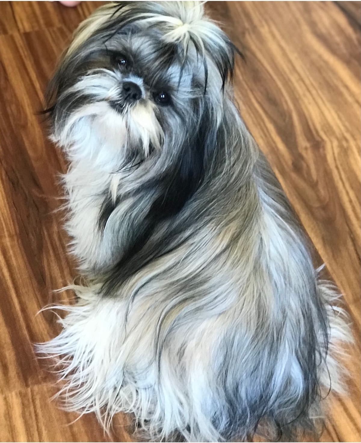 Shih Tzu Puppies breeder image 112