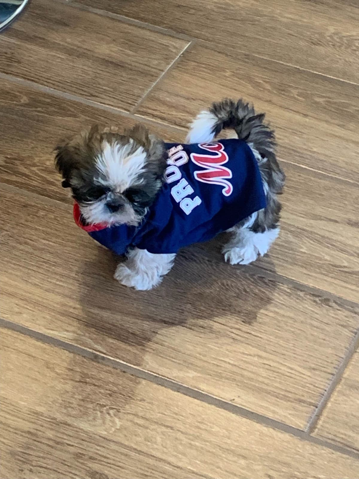 Shih Tzu Puppies breeder image 114