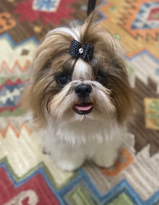 Shih Tzu Puppies media 3