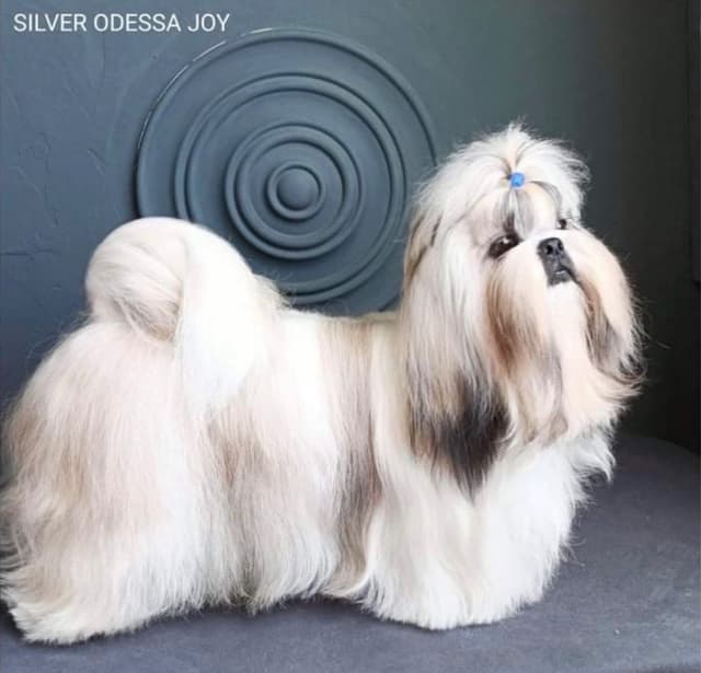 Shih Tzu Puppies media 2