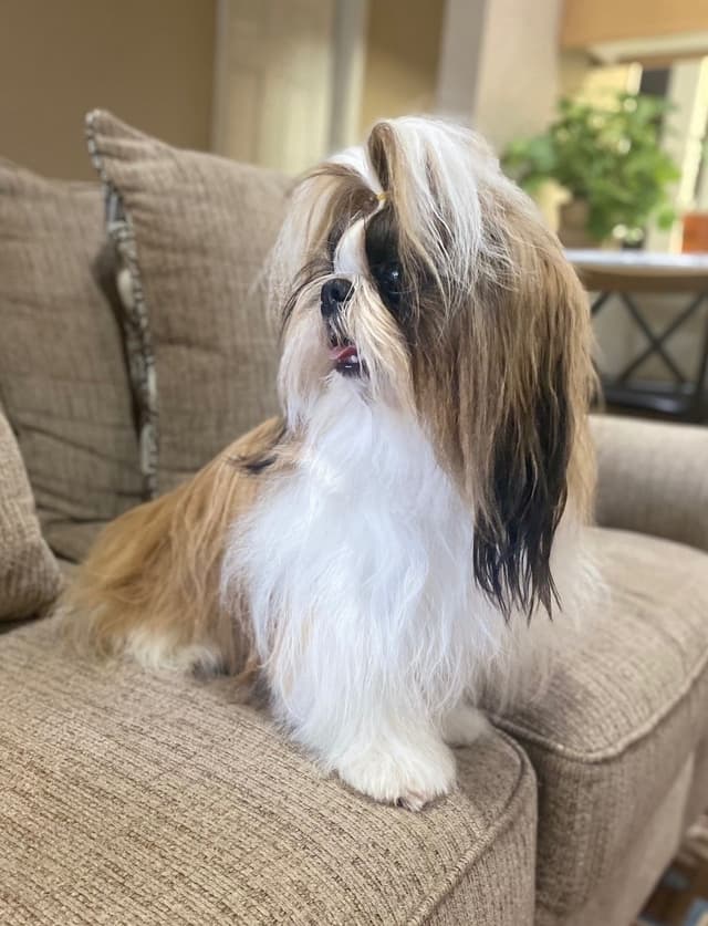 Shih Tzu Puppies media 4