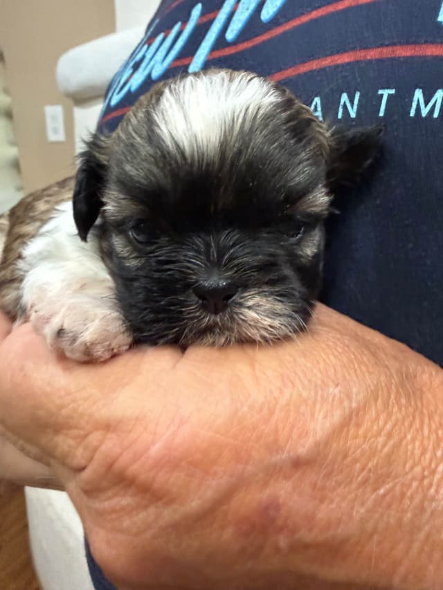 Shih Tzu Puppies media 5