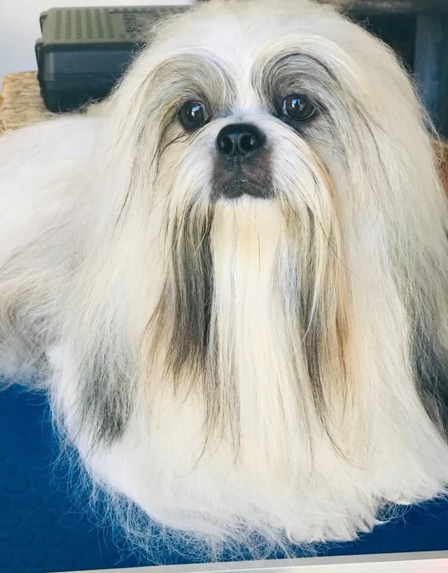 Shih Tzu Puppies media 3