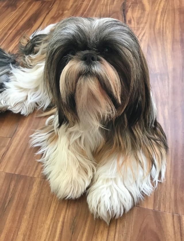 Shih Tzu Puppies media 2