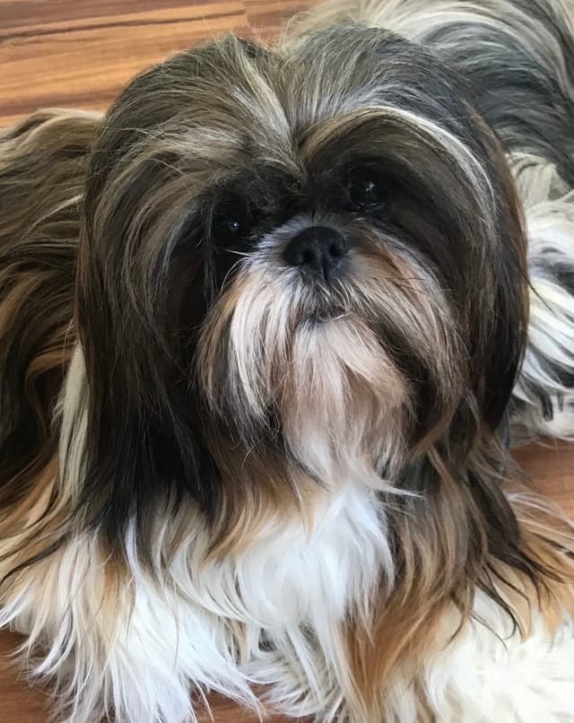Shih Tzu Puppies media 4