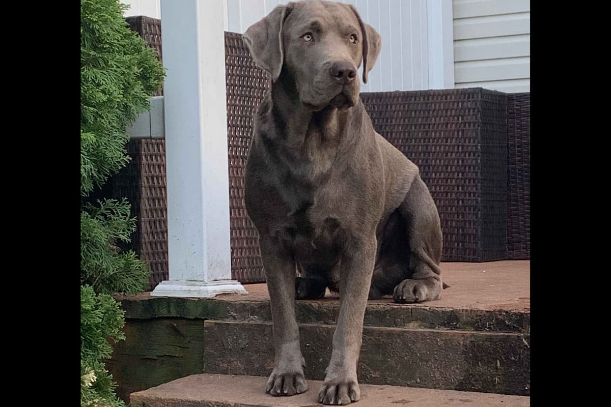 Silver Labrador Retriever Puppies! breeder image 2