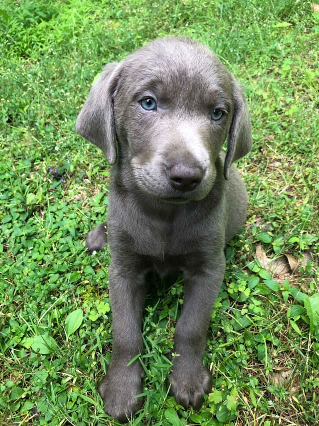 Silver Labrador Retriever Puppies! media 2