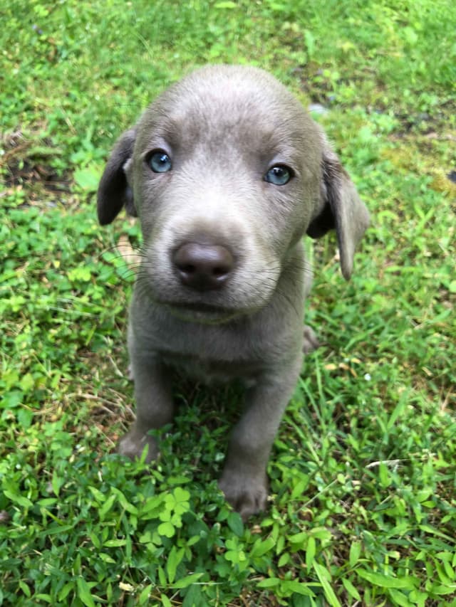 Silver Labrador Retriever Puppies! media 3