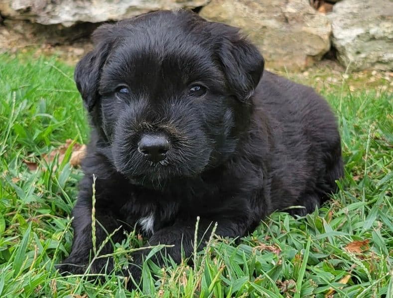 Bouvier des Flandres Puppies breeder image 5