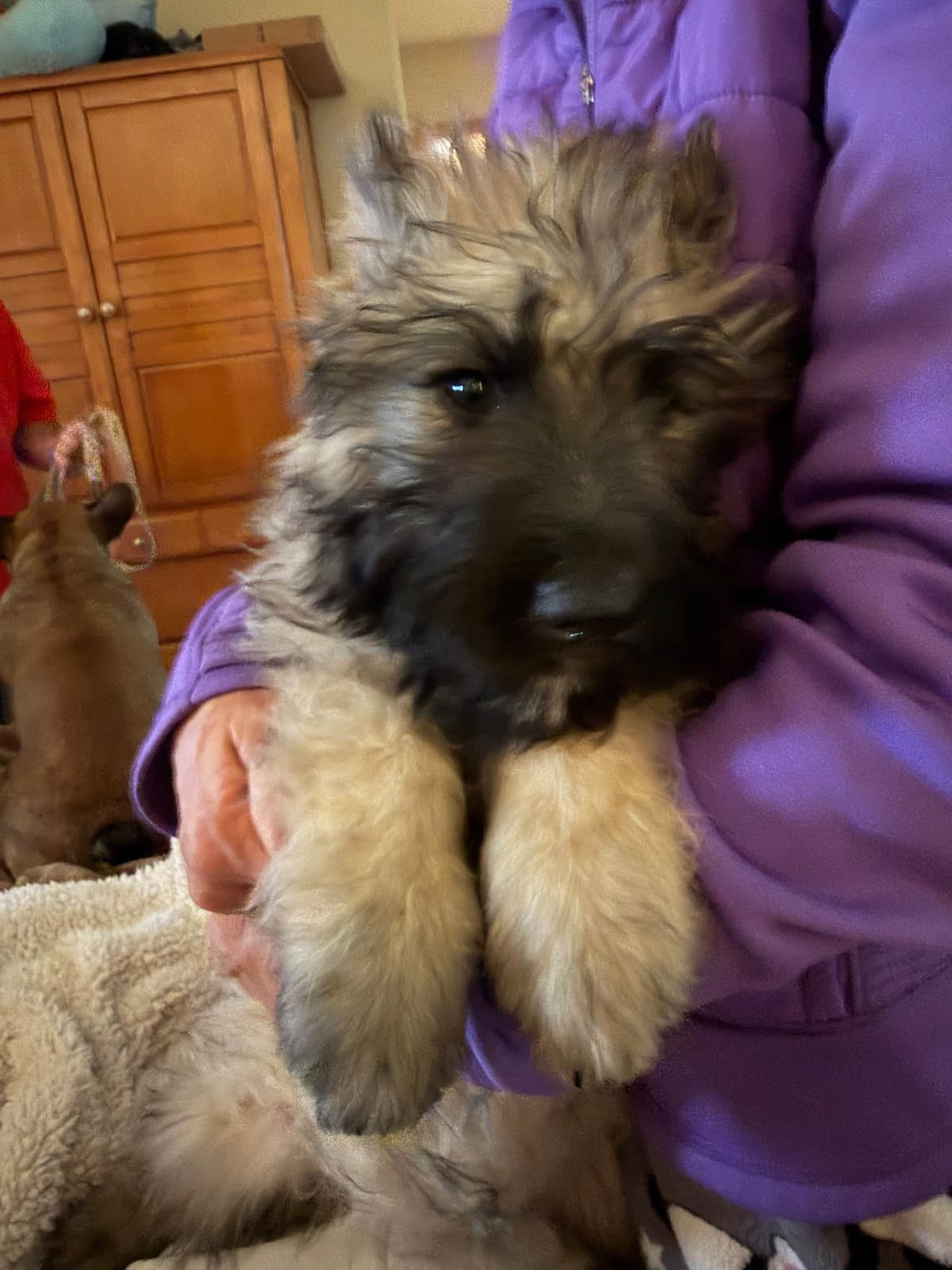 Bouvier des Flandres Puppies breeder image 6