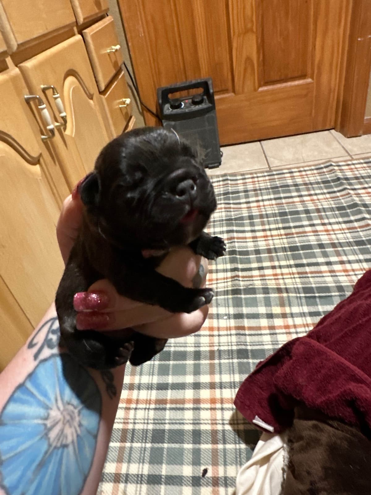 Bouvier des Flandres Puppies breeder image 9