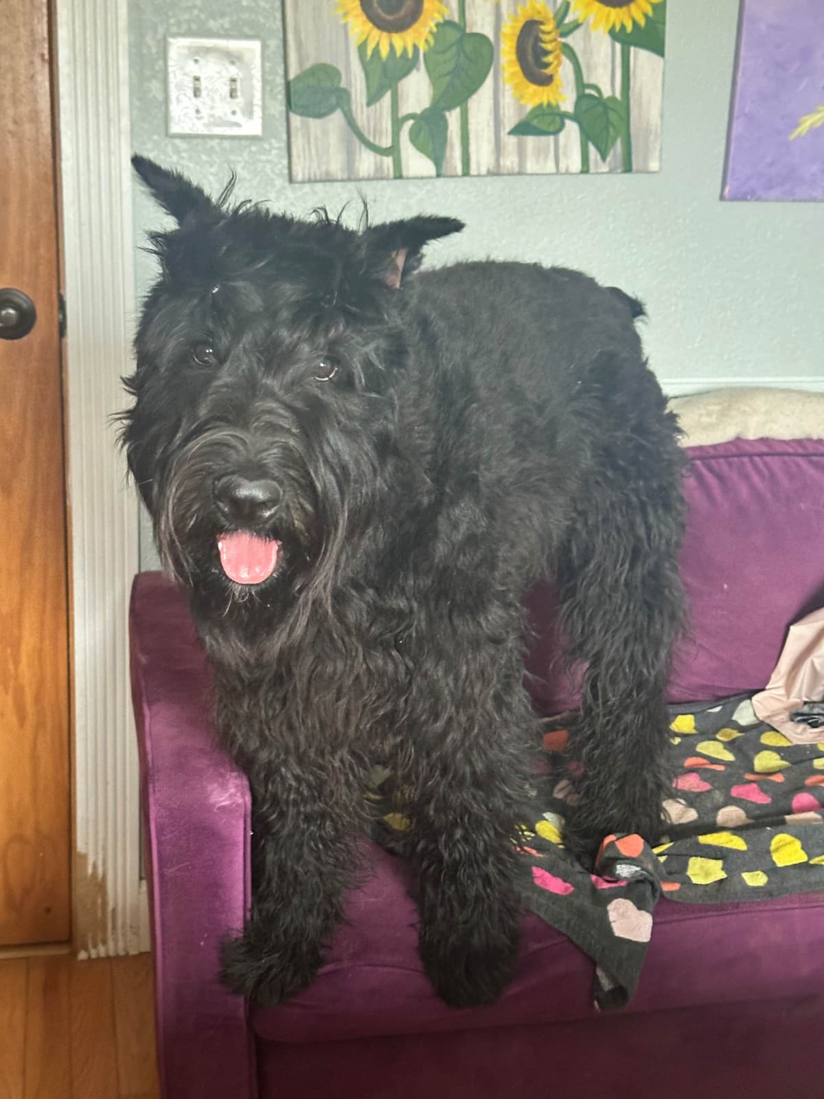 Bouvier des Flandres Puppies breeder image 3