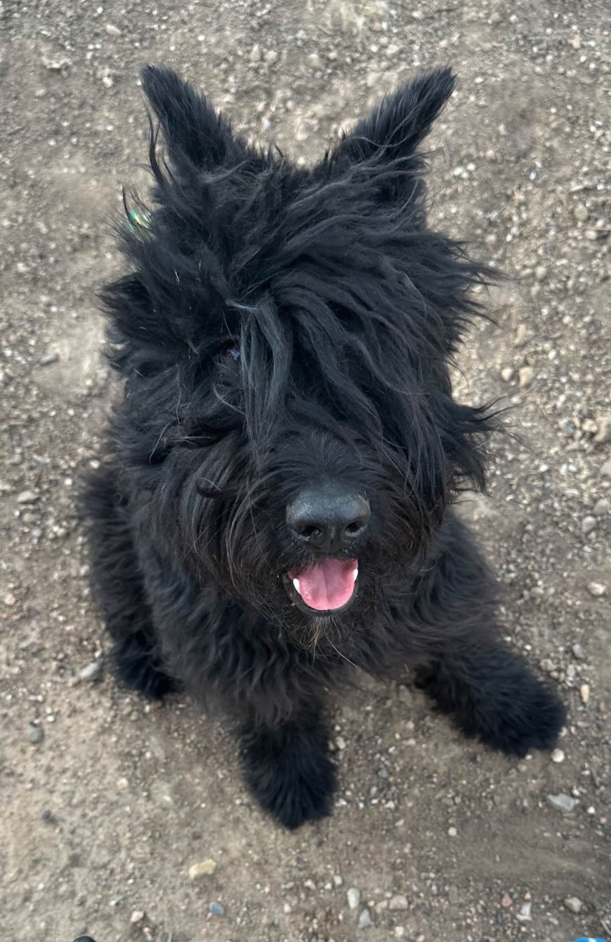 Bouvier des Flandres Puppies breeder image 2