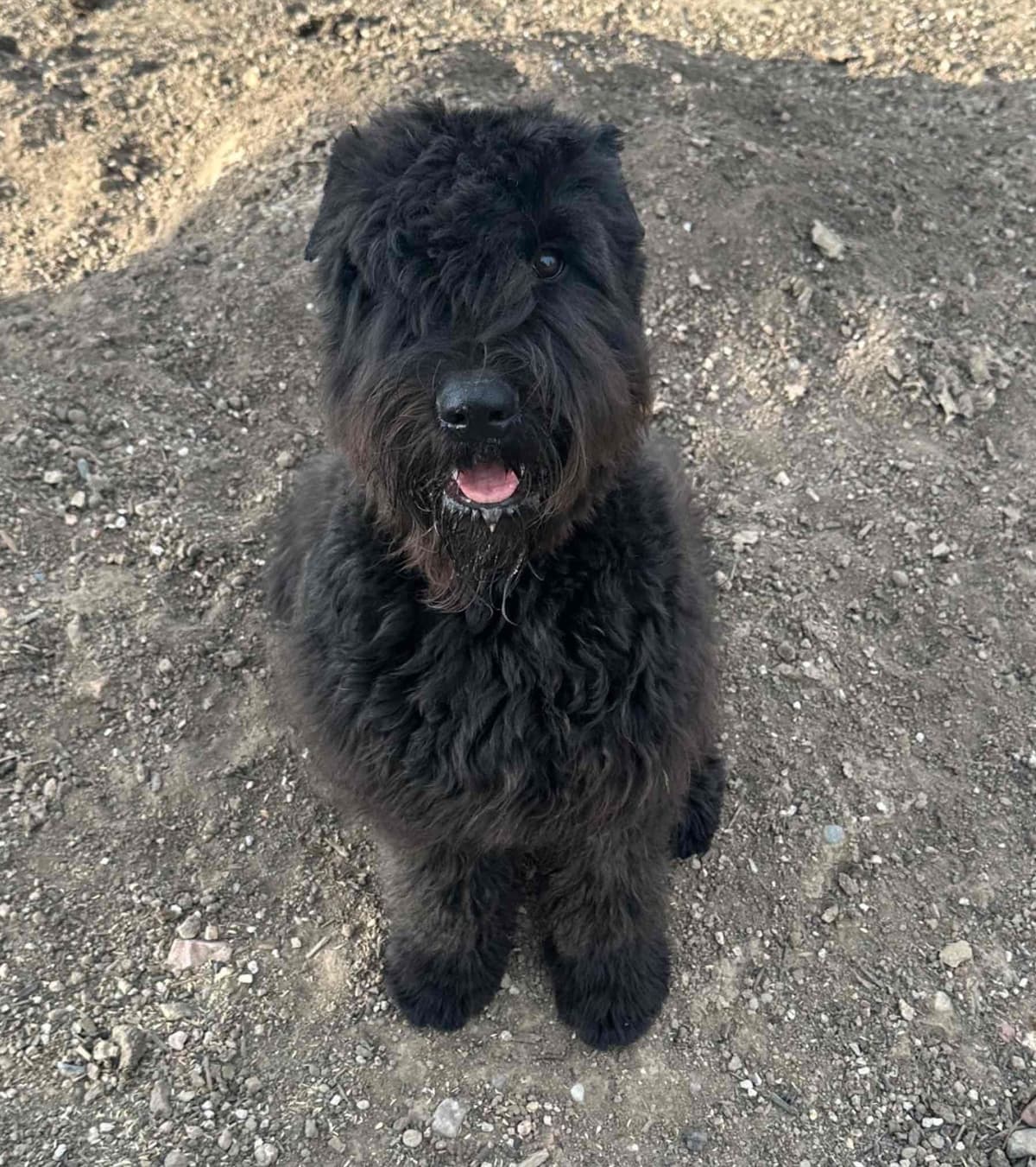 Bouvier des Flandres Puppies breeder image 4