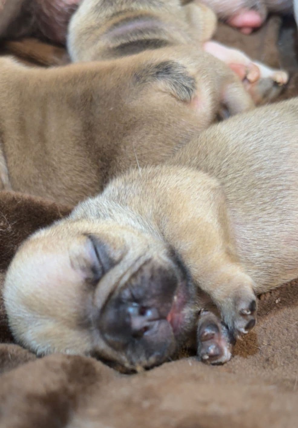 Bouvier des Flandres Puppies breeder image 19