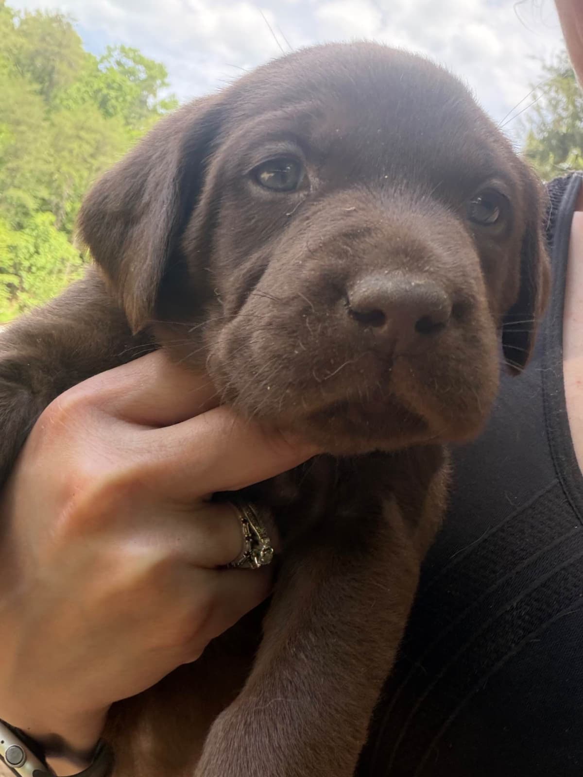Labrador Retriever Puppies breeder image 1