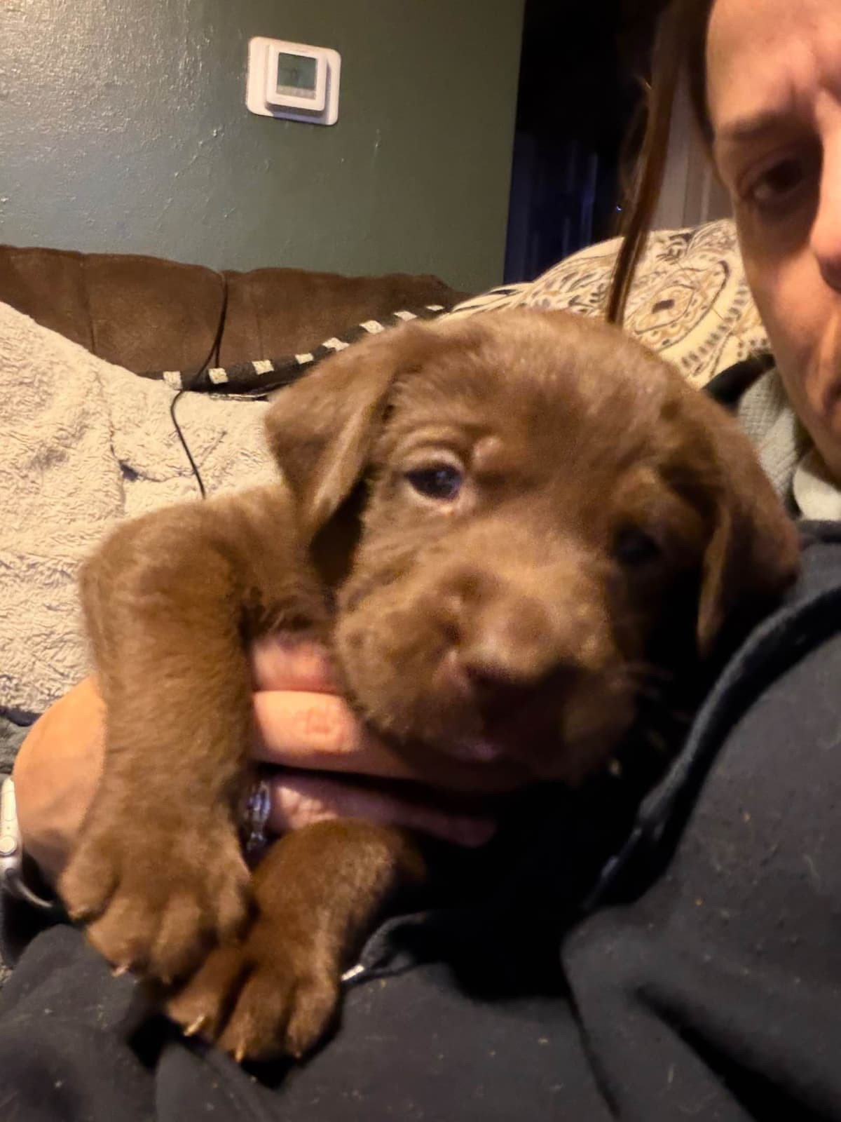 Labrador Retriever Puppies breeder image 2