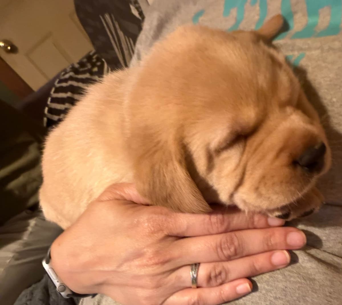 Labrador Retriever Puppies breeder image 4