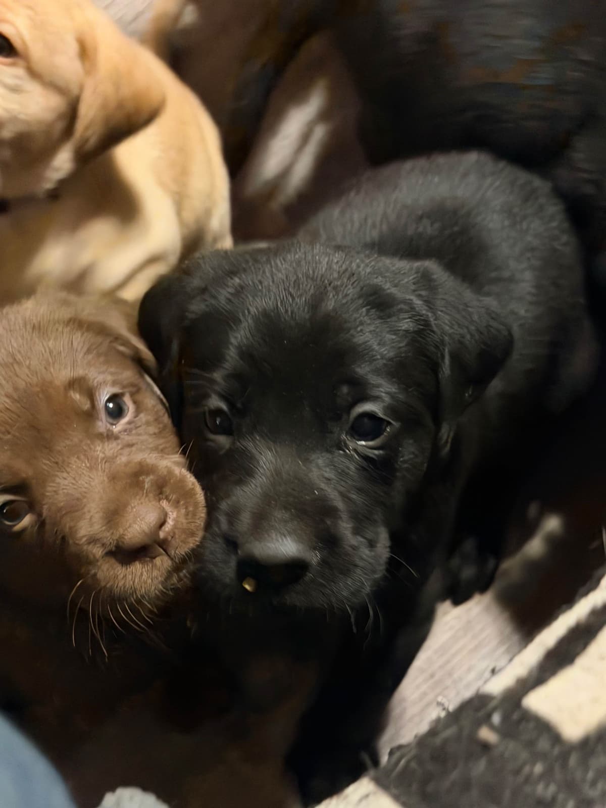 Labrador Retriever Puppies breeder image 6