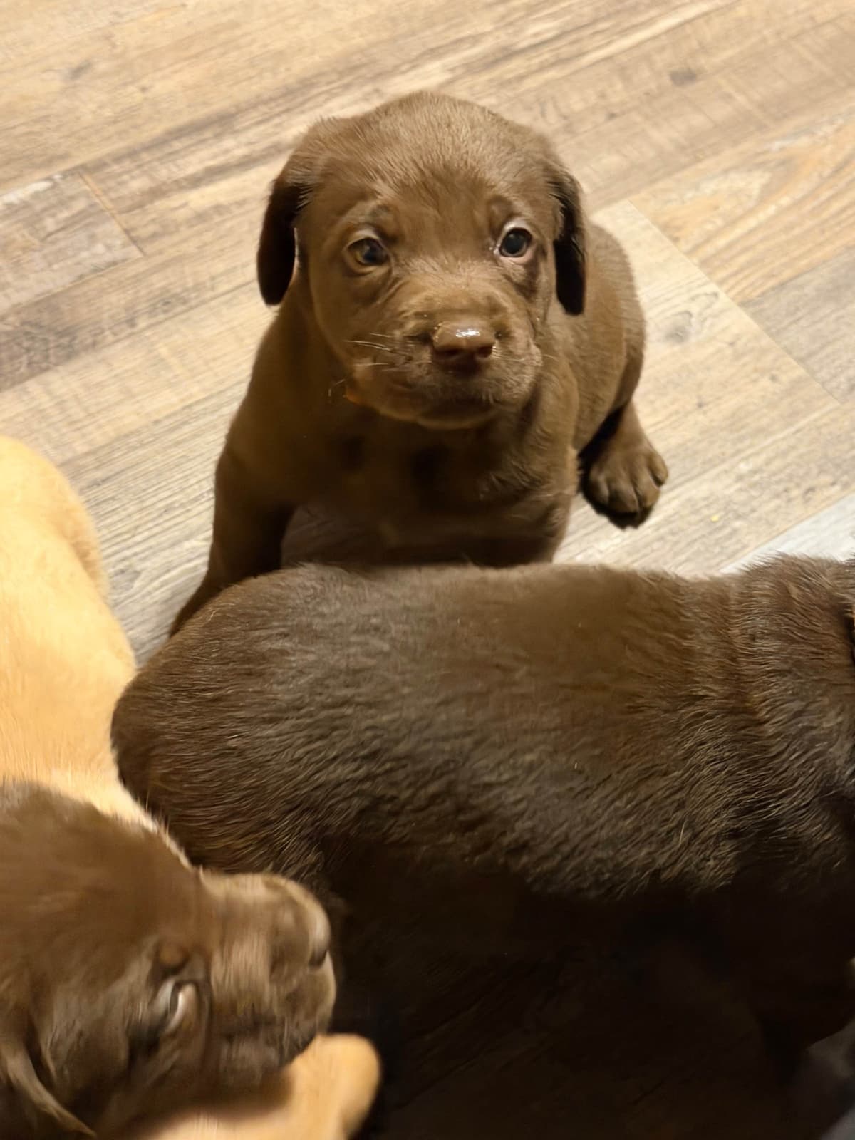 Labrador Retriever Puppies breeder image 7