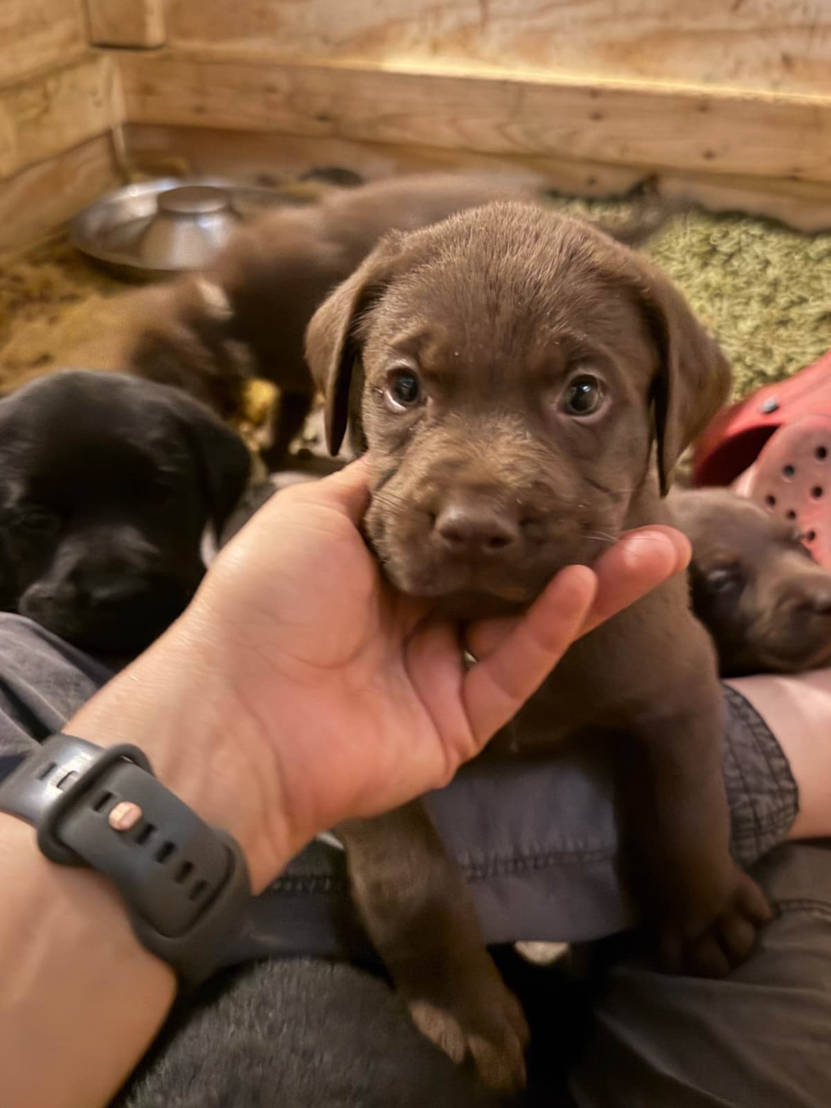 Labrador Retriever Puppies breeder image 8