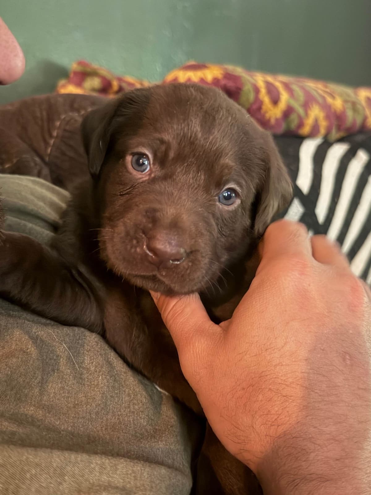 Labrador Retriever Puppies breeder image 10