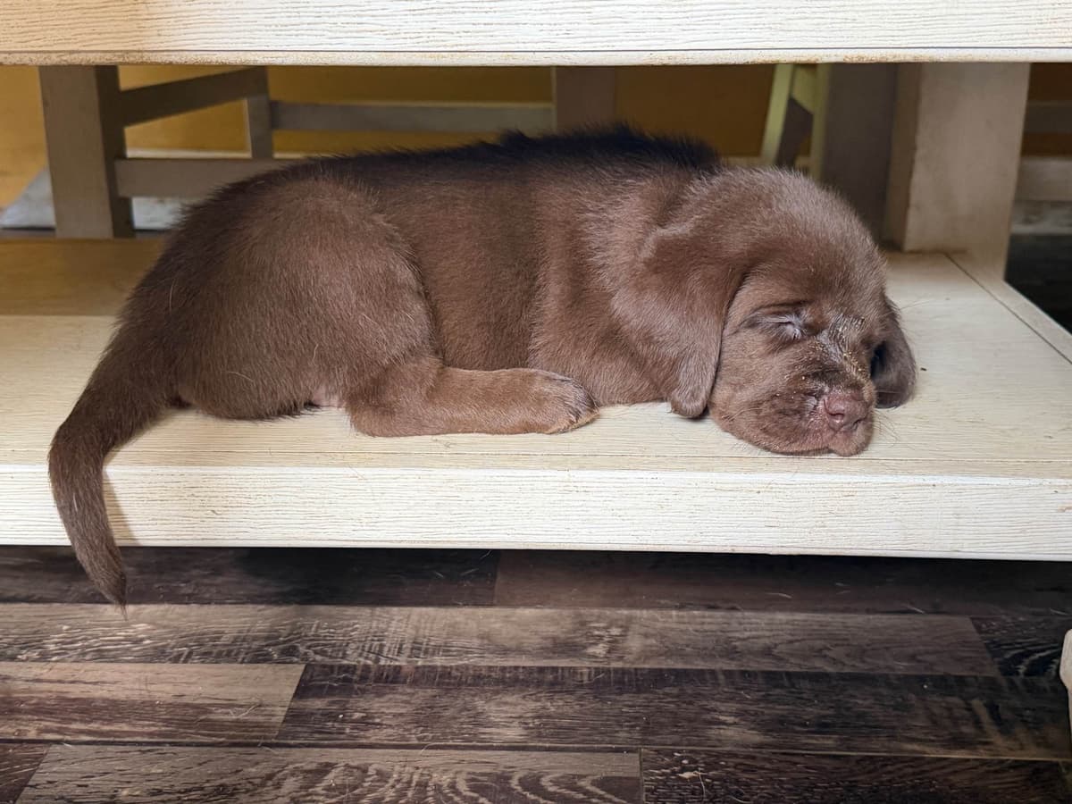 Labrador Retriever Puppies breeder image 9