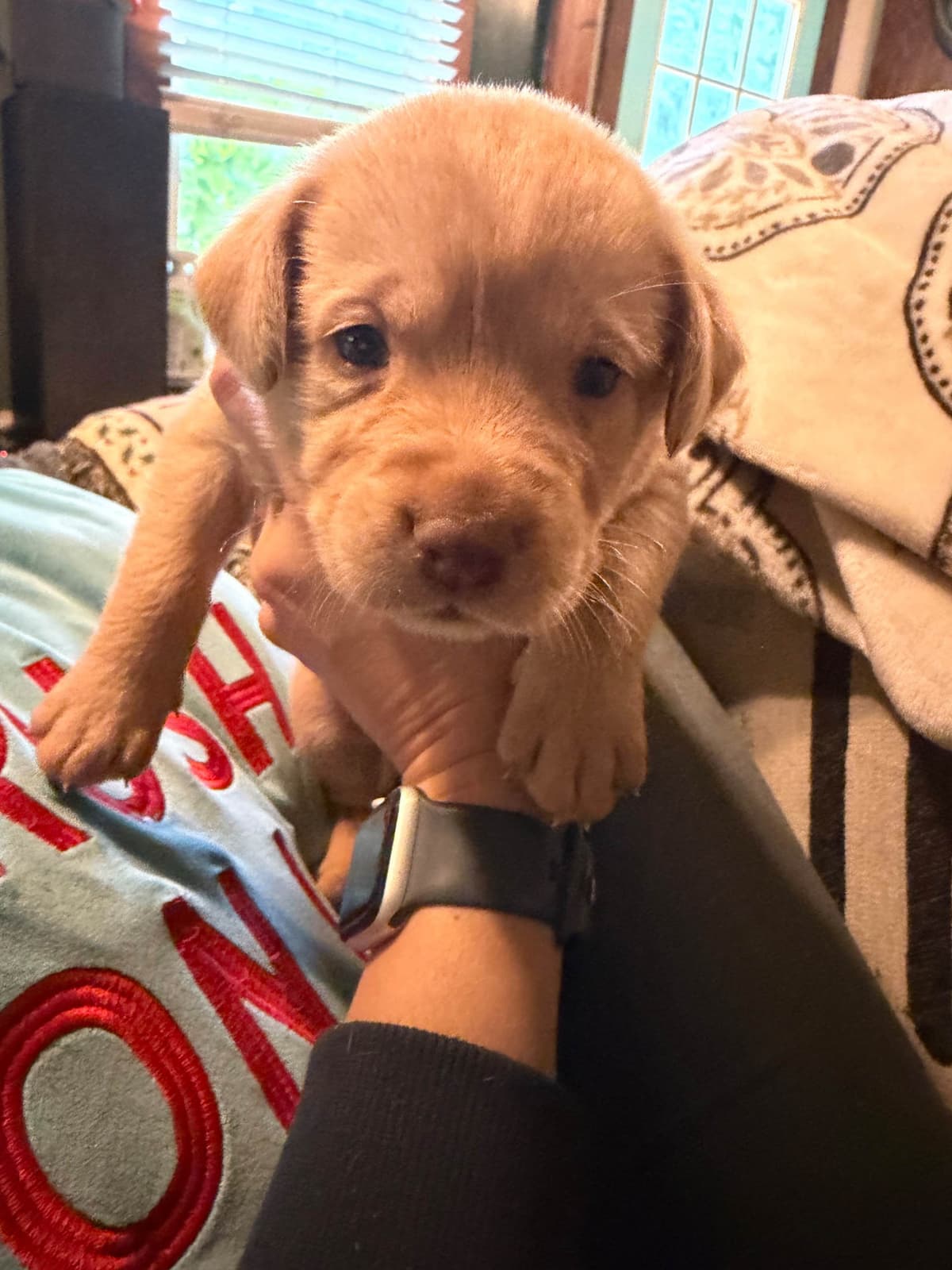 Labrador Retriever Puppies breeder image 12