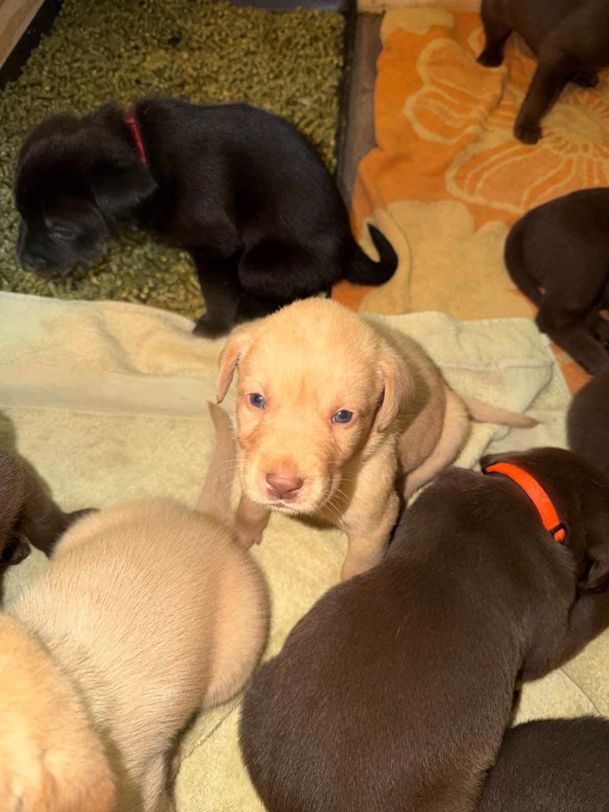 Labrador Retriever Puppies breeder image 13