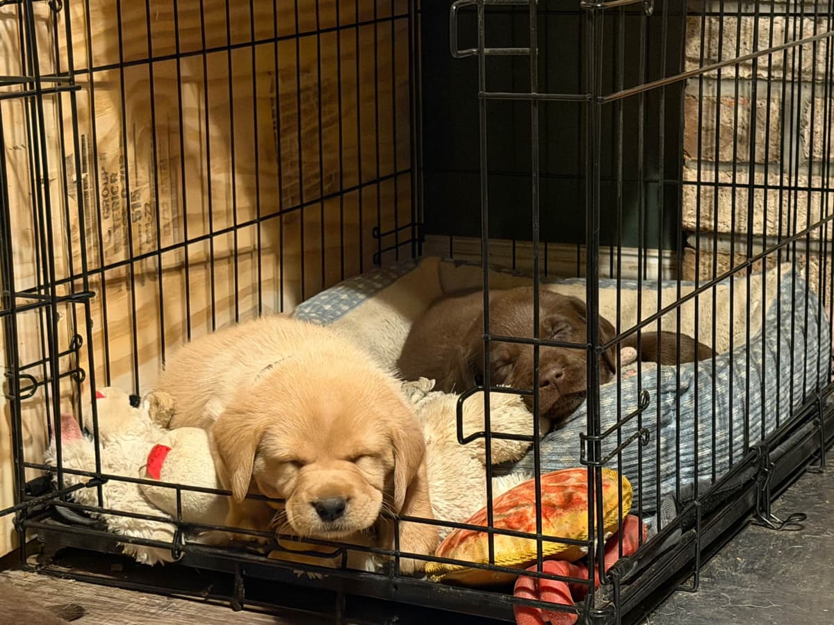 Labrador Retriever Puppies breeder image 11