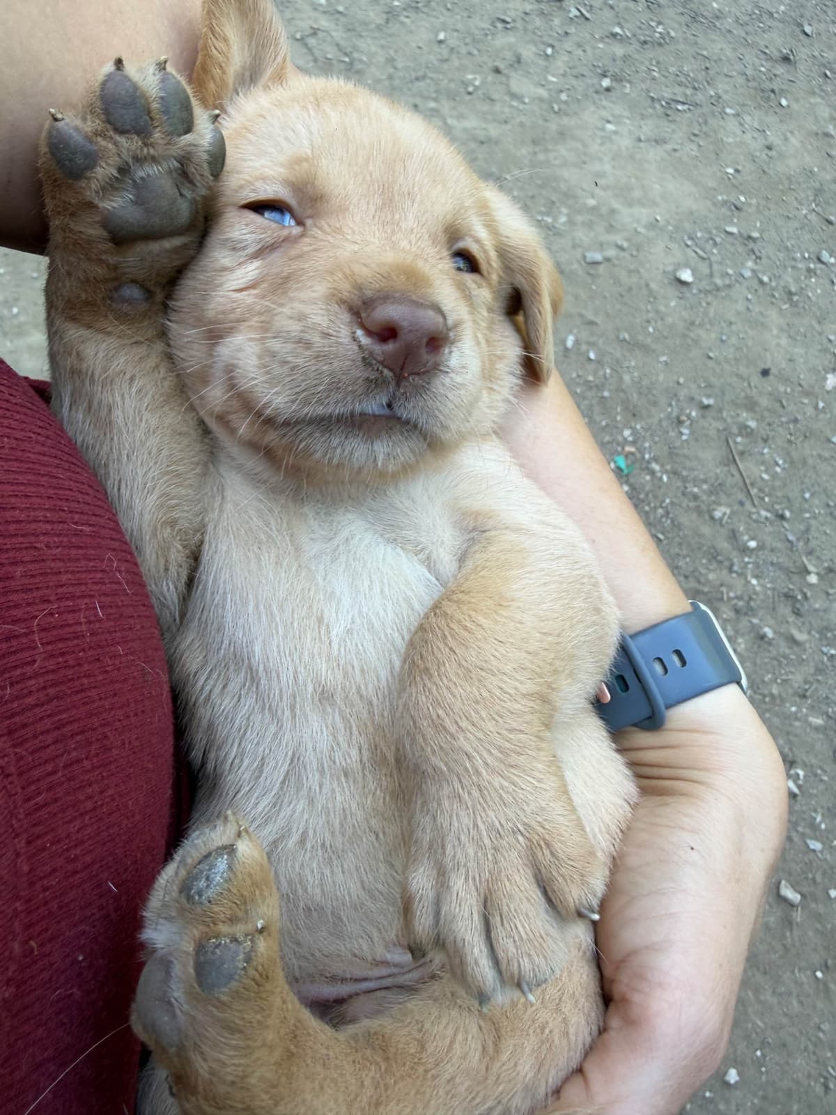 Labrador Retriever Puppies breeder image 14