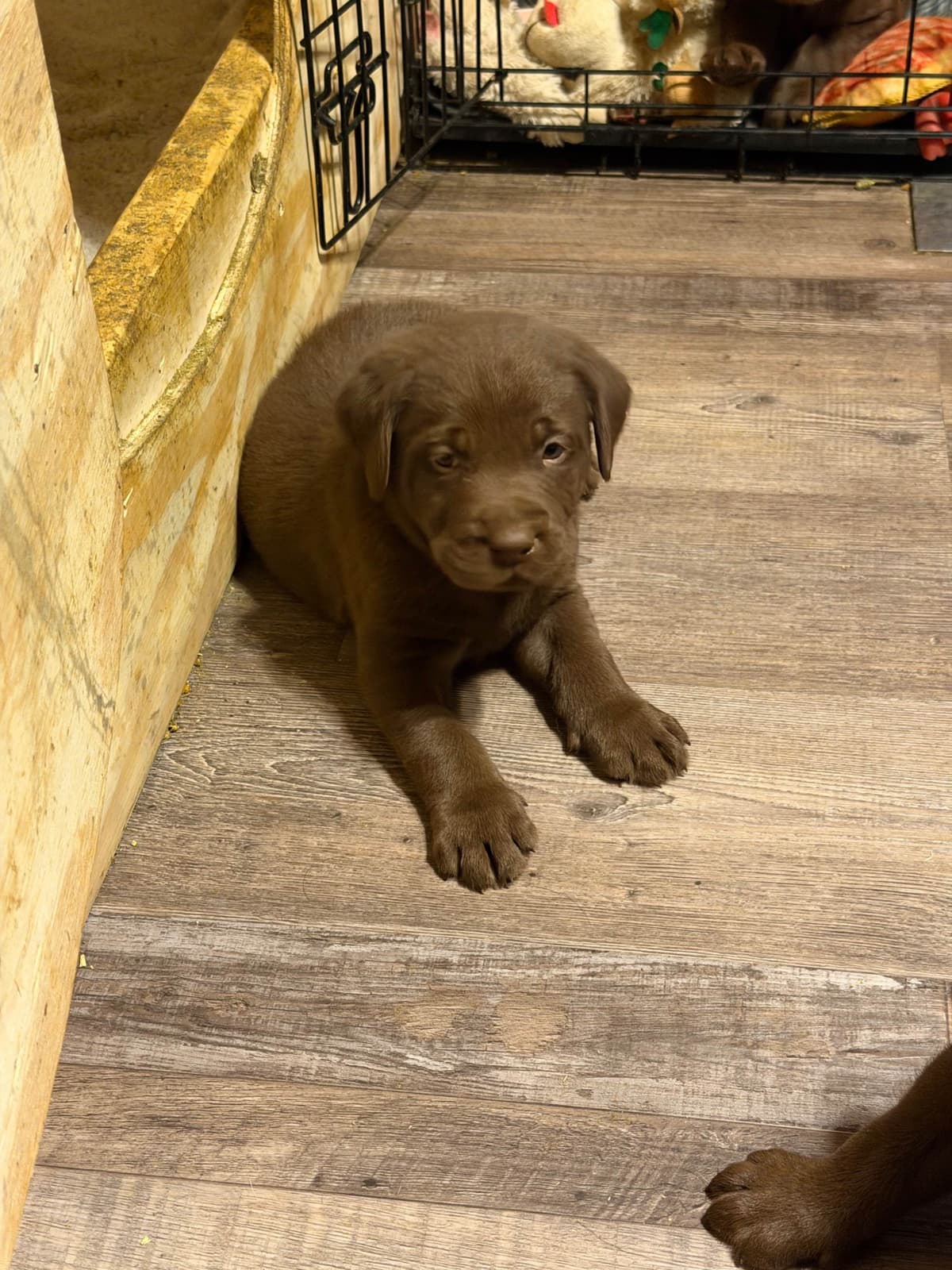 Labrador Retriever Puppies breeder image 15