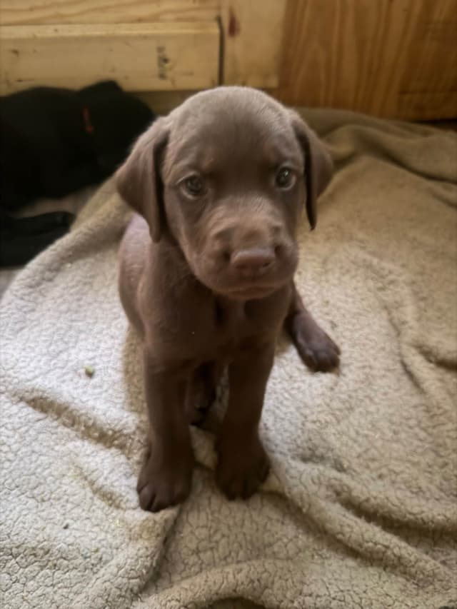 Labrador Retriever Puppies media 3