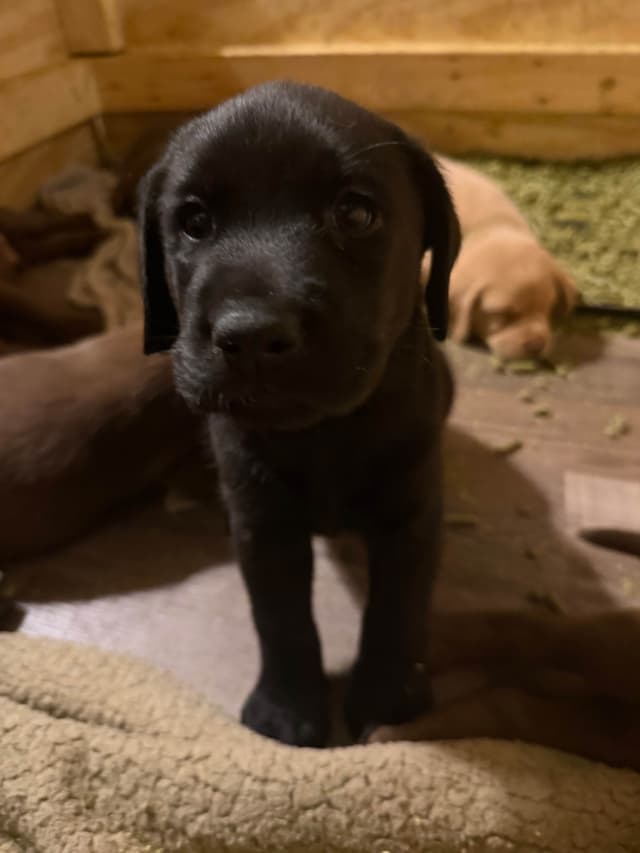 Labrador Retriever Puppies media 4