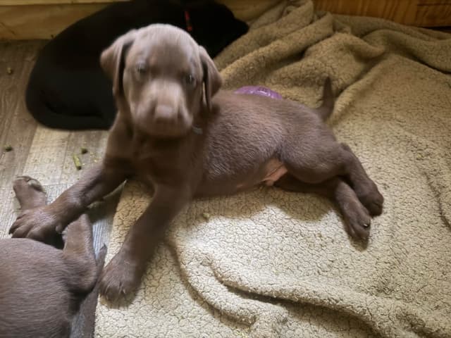 Labrador Retriever Puppies media 5