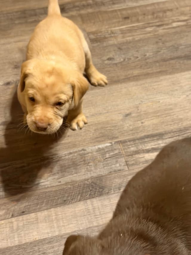 Labrador Retriever Puppies media 6