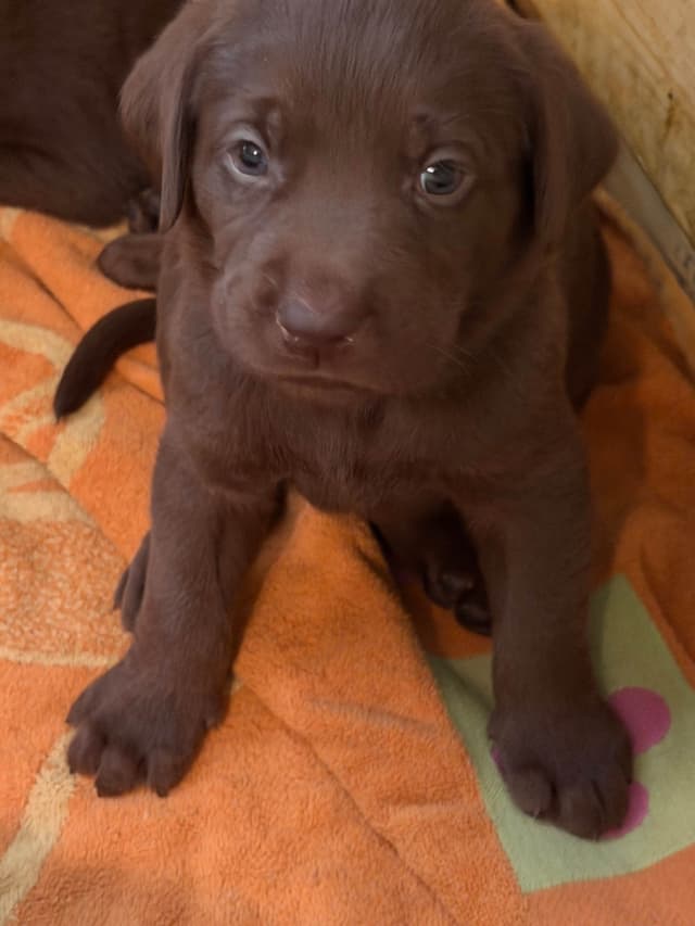 Labrador Retriever Puppies media 9