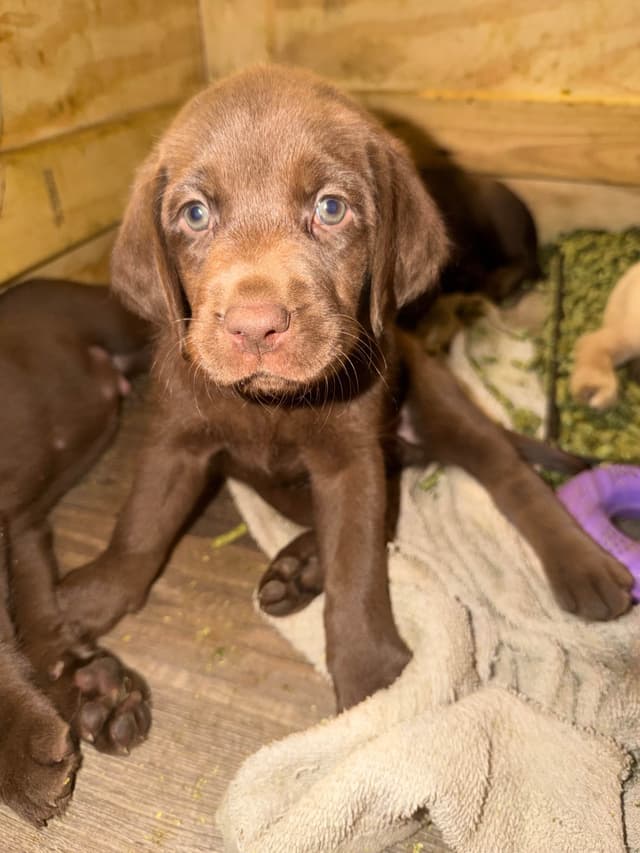 Labrador Retriever Puppies media 11