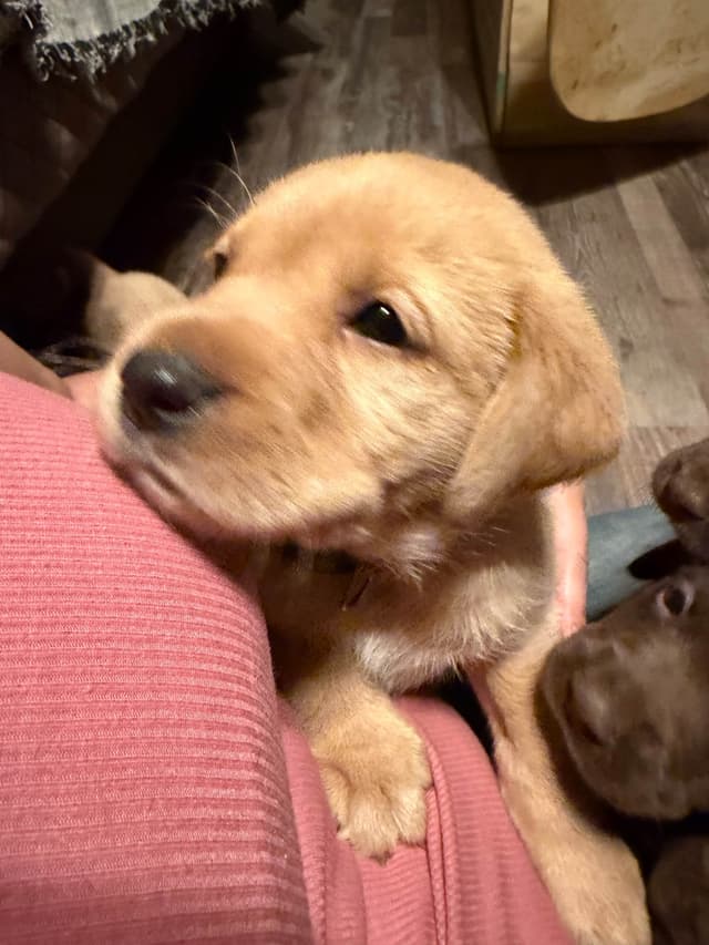 Labrador Retriever Puppies media 12