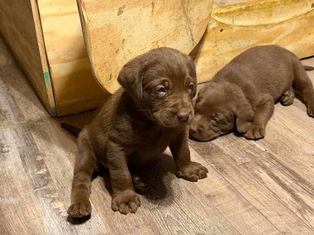 Labrador Retriever Puppies media 10
