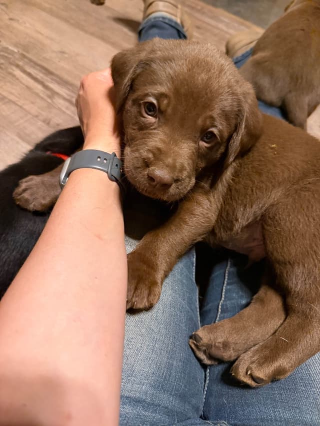 Labrador Retriever Puppies media 14