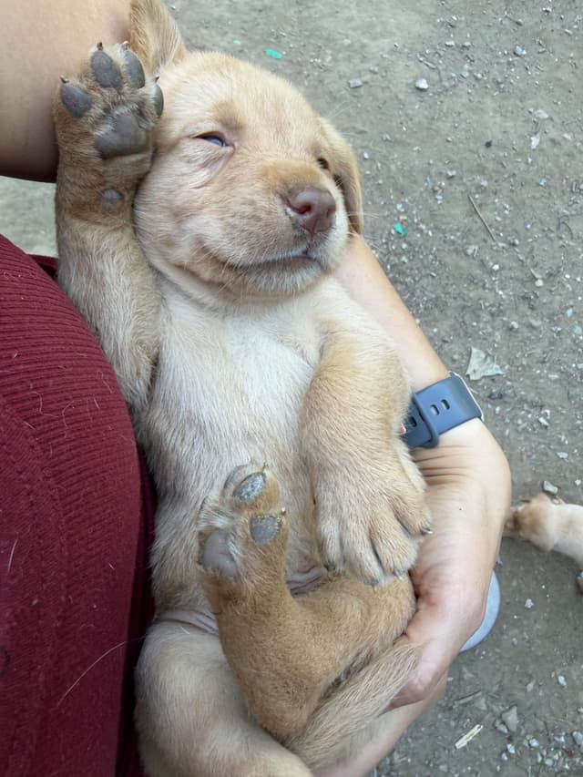 Labrador Retriever Puppies media 15